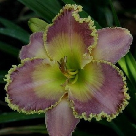 Hemerocallis 'Total Agreement'