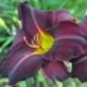 Hemerocallis 'Tovarich'