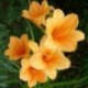 Hemerocallis 'Toyland'