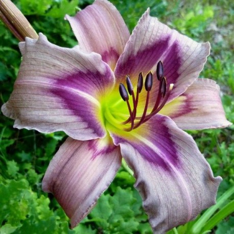 Hemerocallis 'Trahlyta'