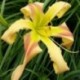 Hemerocallis 'Triade'