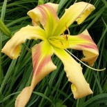 Hemerocallis 'Triade'