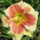 Hemerocallis 'Tropical Passion'