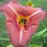 Hemerocallis 'Tuscawilla  Rosy'