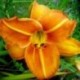 Hemerocallis 'Tuscawilla Tigress'