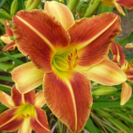 Hemerocallis 'Tutti Frutti'