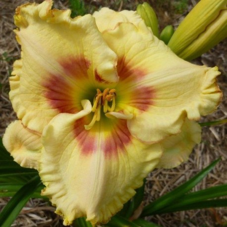 Hemerocallis 'Ultimate Fantasy'