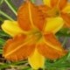 Hemerocallis 'Valencia'