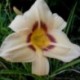 Hemerocallis 'Varsity'