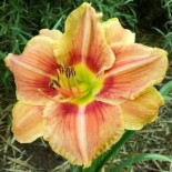 Hemerocallis 'Veins of Truth'