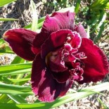 Hemerocallis 'Velvet Onyx'