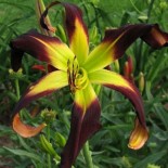 Hemerocallis 'Velvet Ribbons'