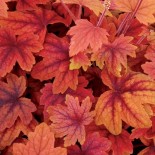 Heucherella 'Sweet Tea'