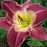 Hemerocallis 'Victorian Days'