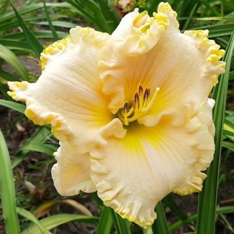 Hemerocallis 'Victorian Lace'