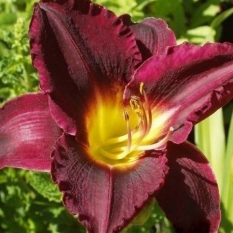 Hemerocallis 'Vino di Notte'