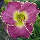 Hemerocallis 'Violet Etching'