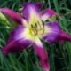 Hemerocallis 'Violet Sabrewing'