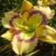 Hemerocallis 'Violet Stained Glass'