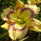 Hemerocallis 'Violet Stained Glass'