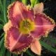 Hemerocallis 'Visions Voice'