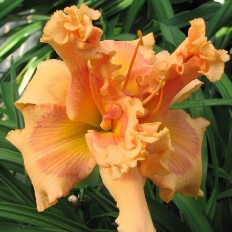 Hemerocallis 'Viva Glam Girl'