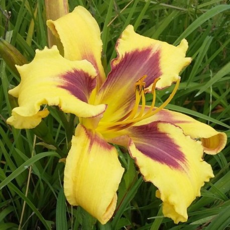 Hemerocallis 'Viva Pinata'