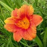 Hemerocallis 'Volcanique'