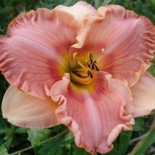 Hemerocallis 'Waiting for Peace'