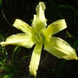 Hemerocallis 'Walt Reinke'