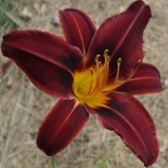 Hemerocallis 'War Eagle'