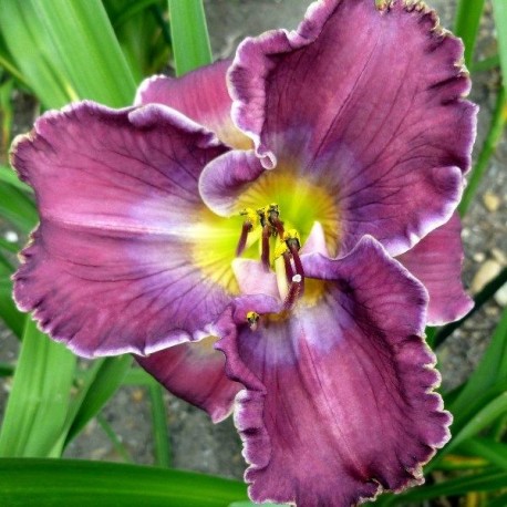 Hemerocallis 'Warrior Victorious'