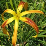 Hemerocallis 'Watchyl Dancing Spider'