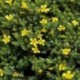 Hypericum aegypticum