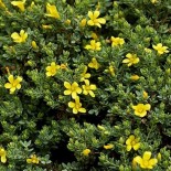 Hypericum aegypticum