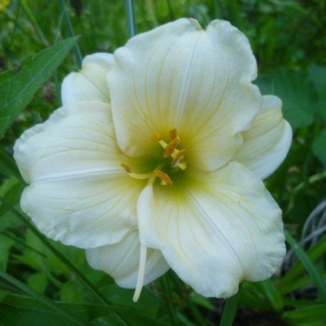 Hemerocallis 'White Lemonade'