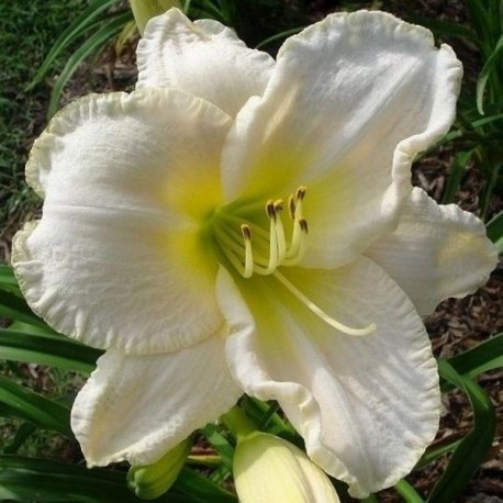 Hemerocallis 'White Perfection'