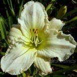 Hemerocallis 'White Temptation'