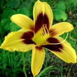 Hemerocallis 'Wideyed'