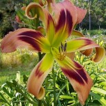 Hemerocallis 'Wild and Wonderfull'