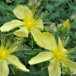 Hypericum olympicum  'Citrinum'