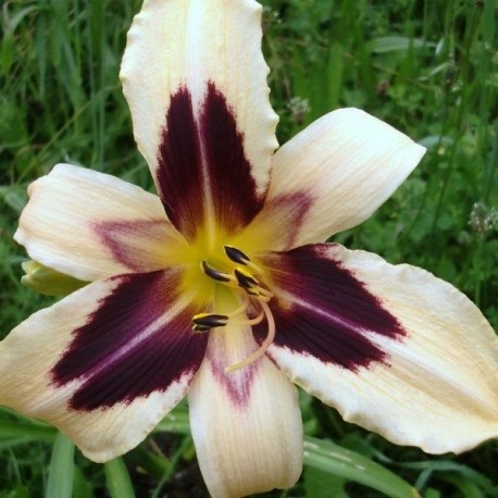 Hemerocallis 'Wild Horses'