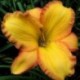 Hemerocallis 'Wild One'