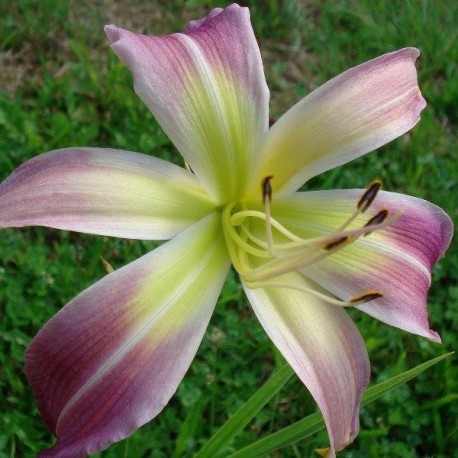 Hemerocallis 'Wilson Spider'