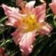 Hemerocallis 'Wind Frills'