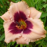 Hemerocallis 'Wineberry Candy'