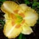 Hemerocallis 'Wisest of Wizards'