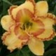 Hemerocallis 'Wizard at Large'