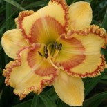 Hemerocallis 'Wizard at Large'