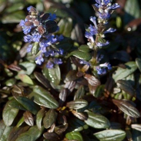 Ajuga x tenorii 'Chocolate Ship'